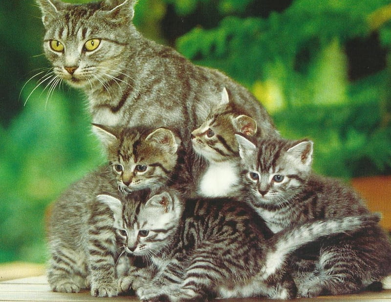 cat family